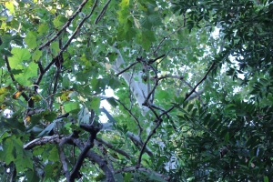 tree sycamore thru leaves